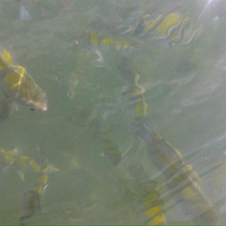 Chale Cantinho Albamar Ubatuba Esterno foto